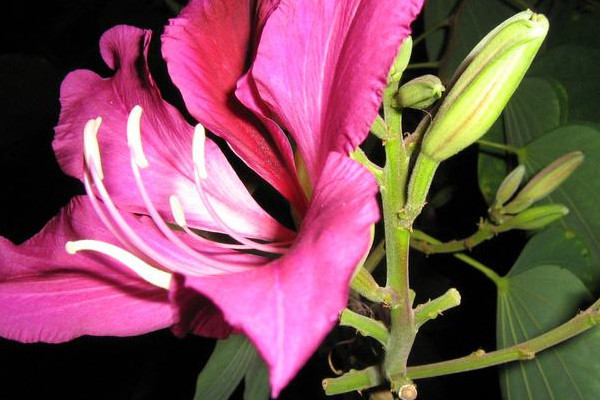 紫荊花能放室內(nèi)嗎