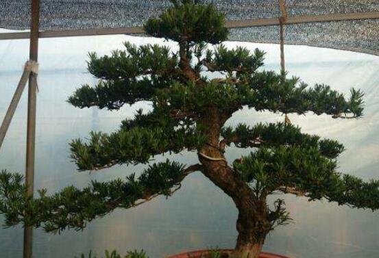 羅漢松造型最佳時間，每年7-8月份最好(生長旺盛期)