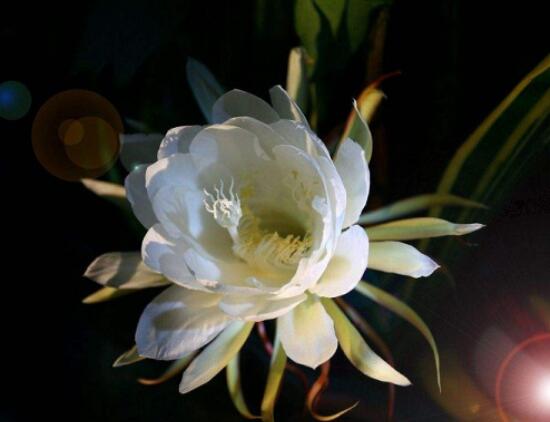 曇花爛根了要怎么辦，及時修剪腐爛根系/做好傷口消毒