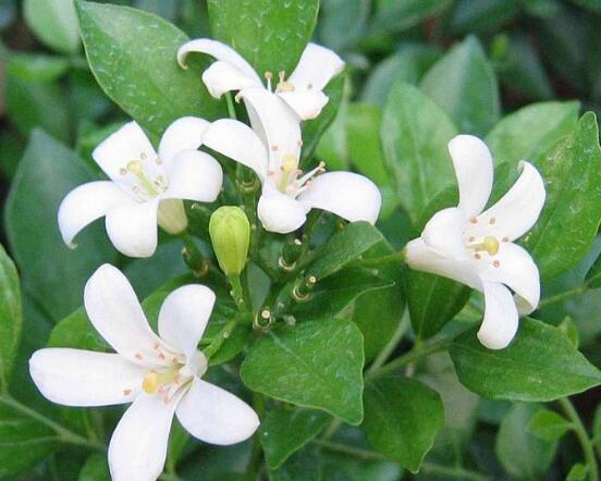 七里香和九里香的區(qū)別，教你三種區(qū)別方法(形態(tài)/生長/作用)