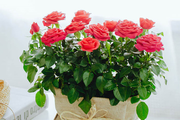 盆栽四季玫瑰怎么養(yǎng)