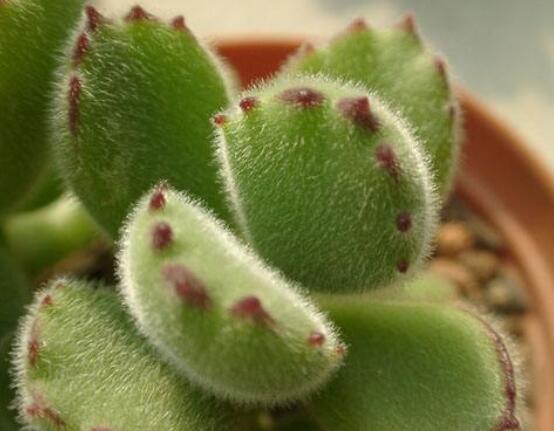 熊童子怎么養(yǎng)出紅爪子，保持足夠光照/做好澆水施肥