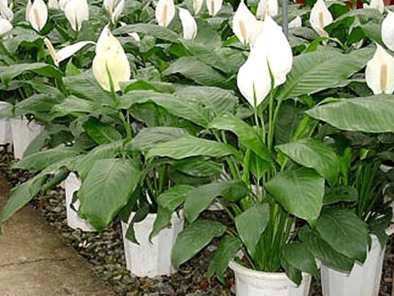 一帆風(fēng)順?biāo)B(yǎng)還是土養(yǎng)，土養(yǎng)最為合適(水養(yǎng)易爛根)