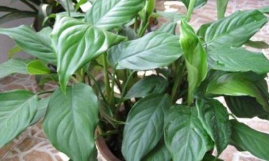 萬(wàn)年青的象征意義，象征著健康長(zhǎng)壽，福如東海