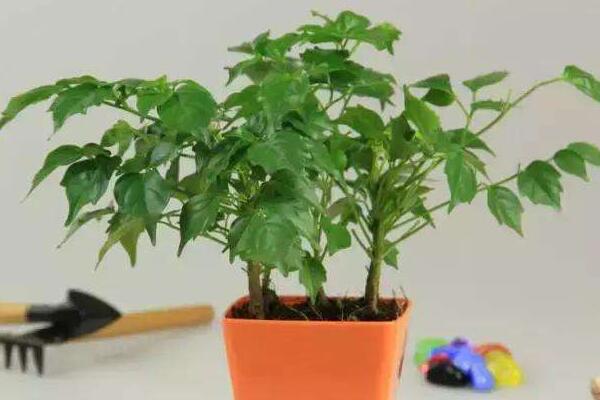 幸福樹(shù)用什么土，用園土、腐殖土和沙子配制