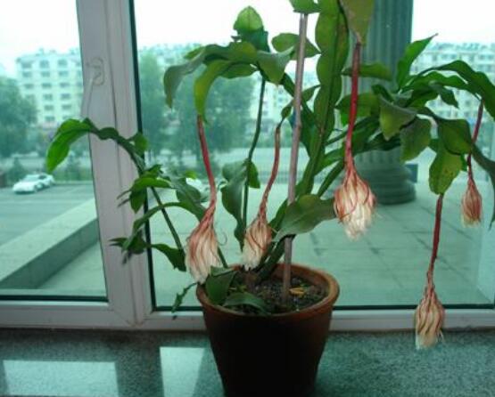 曇花換盆注意事項，只需要注意五個要點即可