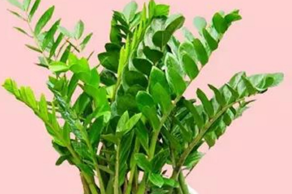 金錢樹什么時候發(fā)芽多