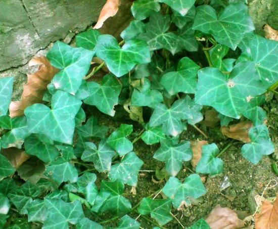 常春藤葉片干枯怎么辦，四種原因以及解決方法