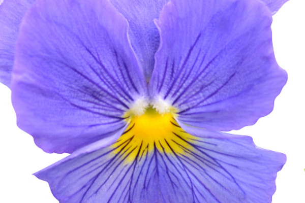 紫羅蘭的養(yǎng)護方法