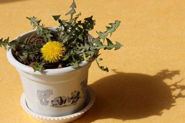 蒲公英種子種植方法，可以通過以下4步來進行