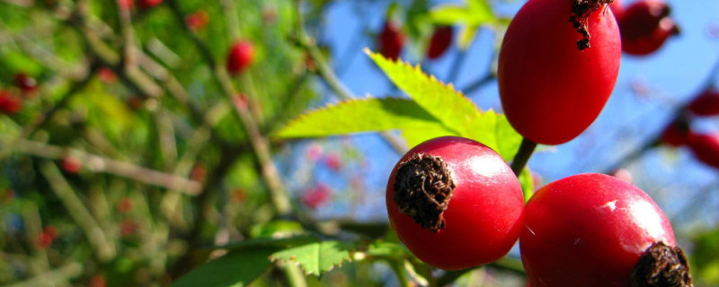 玫瑰花會結(jié)果子嗎