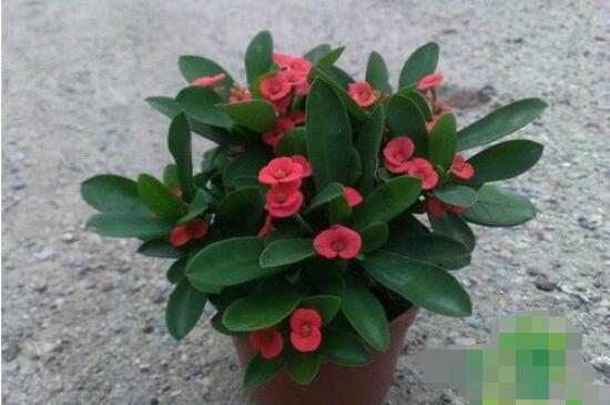 虎刺梅致癌嗎，長(zhǎng)期接觸導(dǎo)致人們身體細(xì)胞癌變