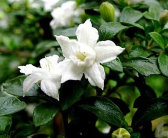 六月雪如何養(yǎng)，老農總結最實用六大基本養(yǎng)殖方法