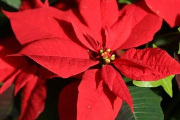 一品紅花怎么養(yǎng)才紅