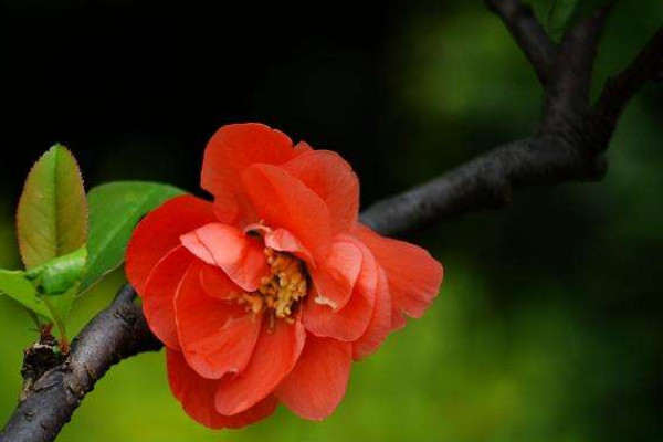 海棠是花還是樹(shù)