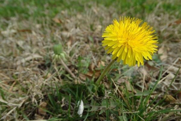 蒲公英采摘的最佳時間，8-9月采摘營養(yǎng)價值最高