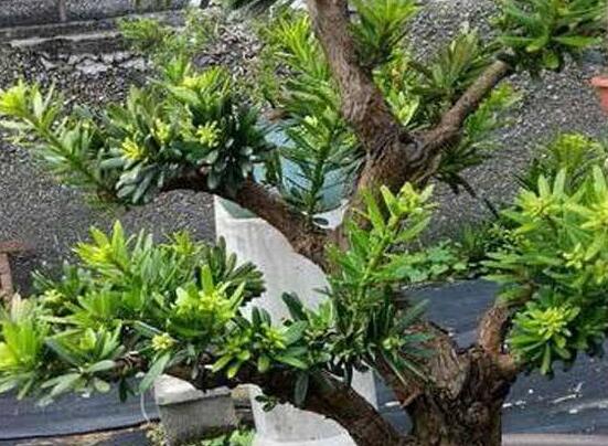 羅漢松施肥技巧，只需要五個步驟養(yǎng)的郁郁蔥蔥