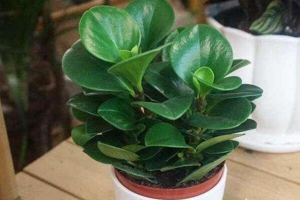 碧玉花葉子發(fā)黃怎么辦，5種原因以及解決方法