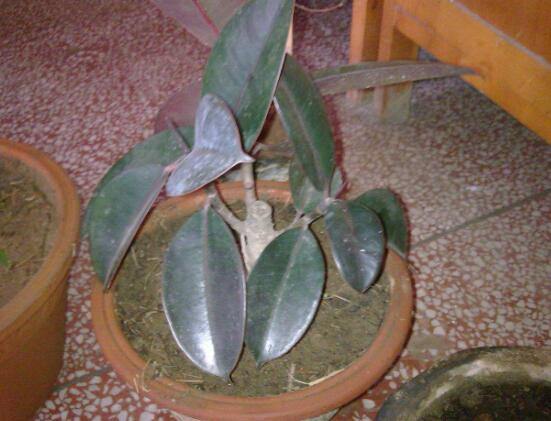 橡皮樹的扦插方法，做好四大步驟成活率百分百