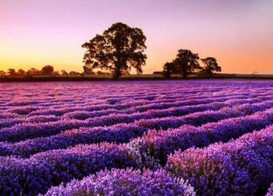 薰衣草什么時(shí)候開(kāi)花，薰衣草花期幾月到幾月/6-8月份
