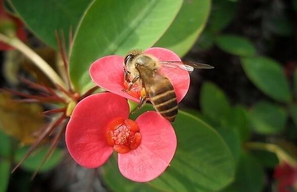 盆栽虎刺梅的養(yǎng)殖方法，施肥澆水頭頭要顧到