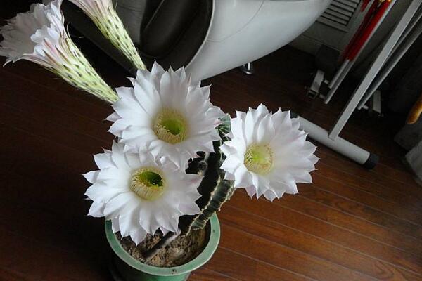 仙人球花和曇花的區(qū)別，顏色、大小、花瓣都可以進行區(qū)分