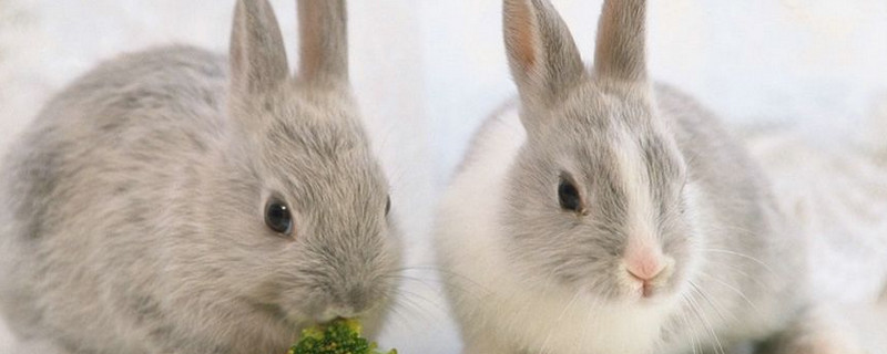 兔子養(yǎng)多久才會認主人
