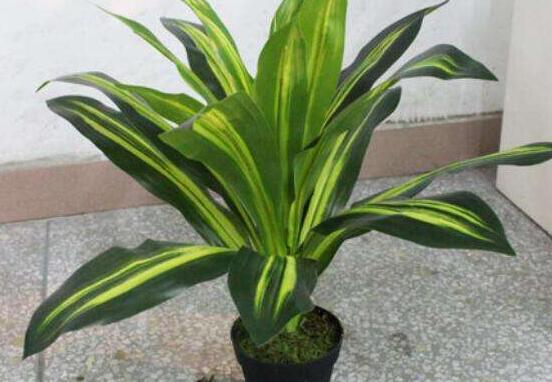 欣賞好看的萬年青圖片，枝葉青翠、紅如珊瑚、艷似瑪瑙