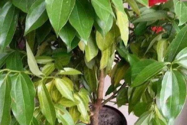 平安樹的養(yǎng)殖方法和注意事項