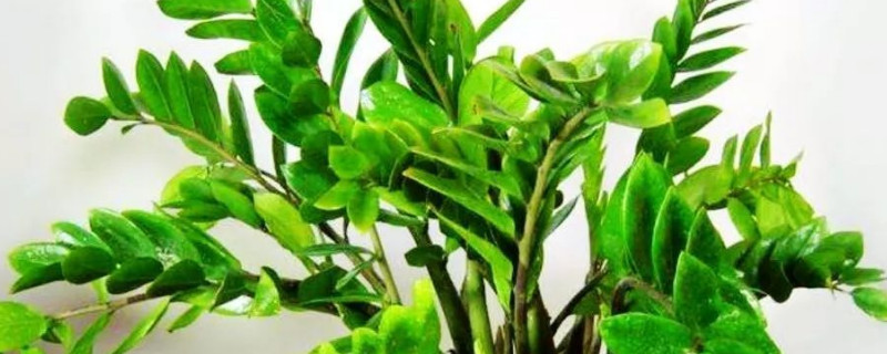 金錢樹應(yīng)該怎么用土