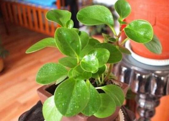 碧玉葉子發(fā)黃怎么辦，教你五步讓它重新恢復生機