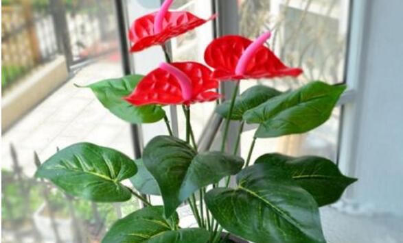 紅掌的催花方法，加強(qiáng)日常管理（溫度、光照、通風(fēng)、肥水）