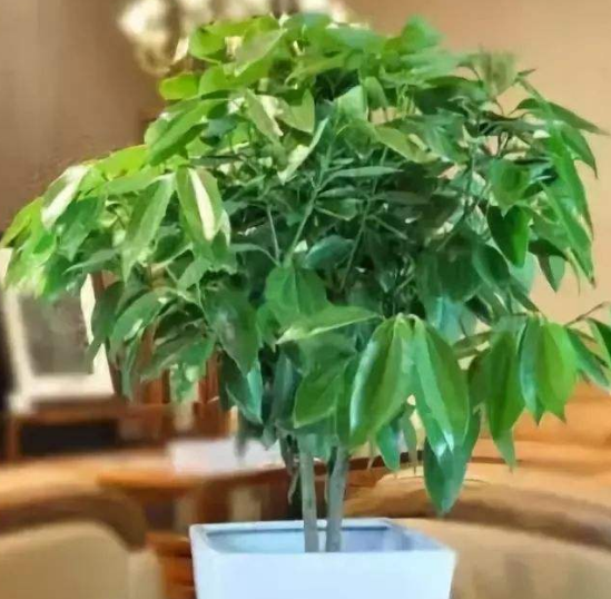 如何給平安樹松土，以樹干為中心、沿周圍輕鏟