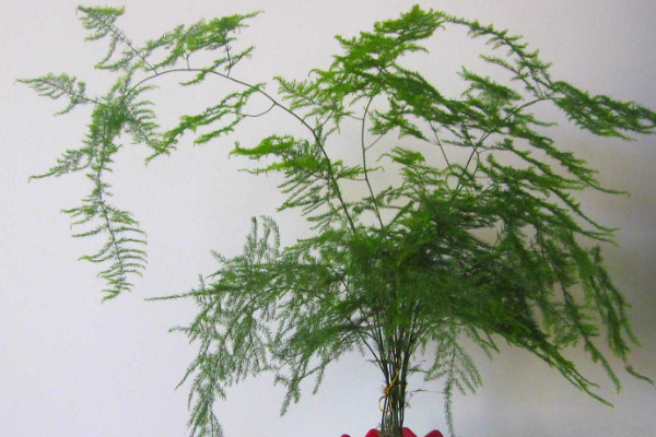 冬天文竹的養(yǎng)殖方法和注意事項