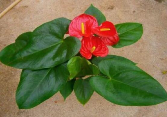 紅掌怎么養(yǎng)才能開花，只需要做好六點(diǎn)花開茂盛