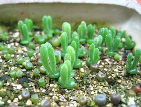 碧光環(huán)多肉怎么養(yǎng)，注意土壤透氣性、控水控溫度