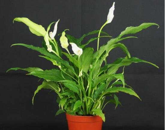 盆栽一帆風(fēng)順怎么養(yǎng)，教你八個(gè)方法便可爆盆