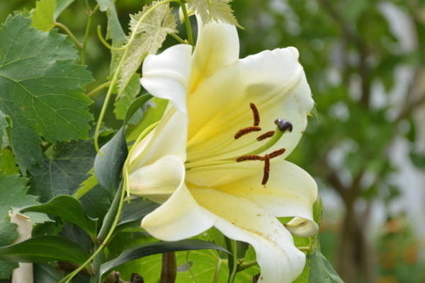 如何讓百合分叉多開(kāi)花