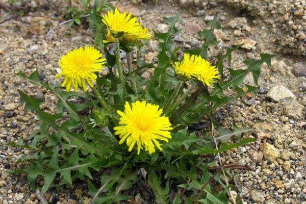 蒲公英可以生吃嗎，既能生吃也能泡水