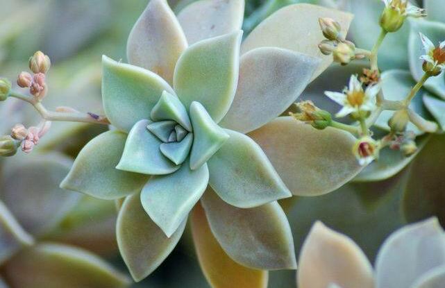 如何養(yǎng)寶石花，寶石花的四季養(yǎng)護(hù)方法介紹