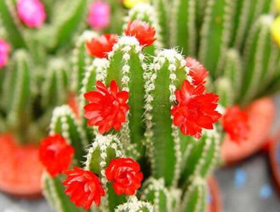 仙人掌幾年開花一次，短則3-5年開花/長則十幾年