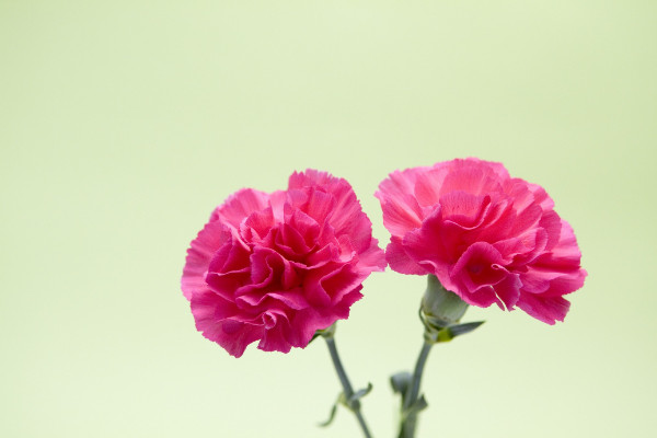 康乃馨如何養(yǎng)護(hù)