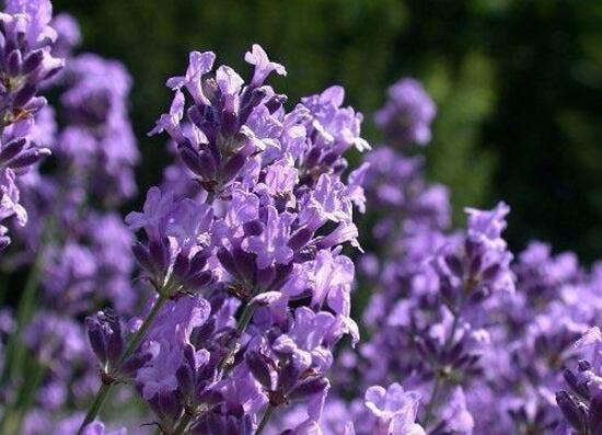 薰衣草施什么肥好，薰衣草施肥方法