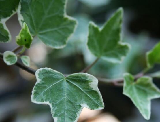 爬山虎和常春藤怎么區(qū)分，盤點三種區(qū)別方法(屬性/株型/生長習性)