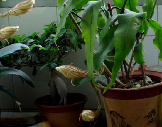 曇花的種植方法，教你最簡單五個步驟(存活率高)