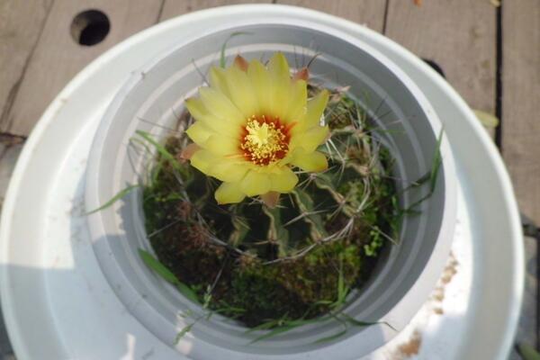 如何養(yǎng)好仙人球，做好以下5點(diǎn)最為關(guān)鍵