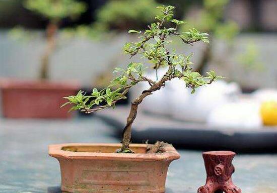 六月雪造型方法，蓄木截干法/剪扎結(jié)合法(美觀)