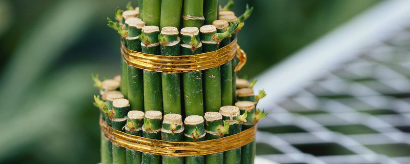 富貴竹能放在臥室里養(yǎng)嗎有沒(méi)有危害