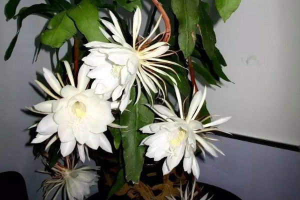 曇花葉子太長(zhǎng)怎么修剪