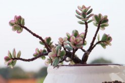 雅樂(lè)之舞葉子怎么變紅，5大要點(diǎn)是它葉子變紅的關(guān)鍵